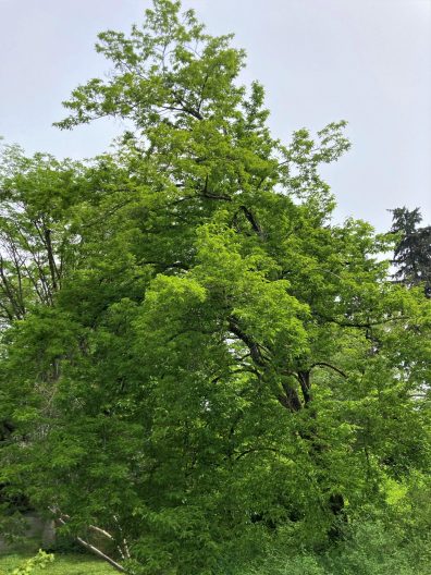 Photo of Hardy Rubber Tree