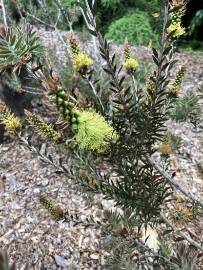 Photo of Green Bottlebrush