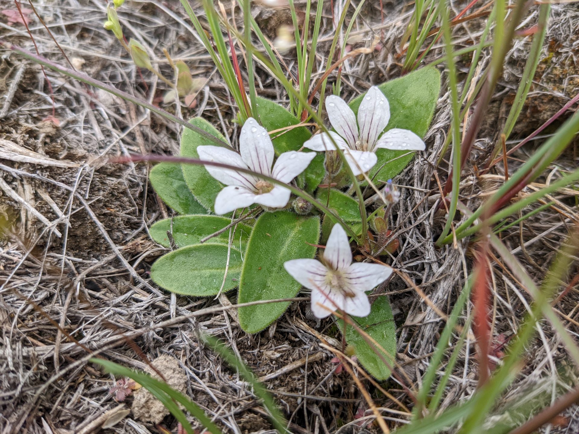 Exploring Marcellus Shrub Steppe Natural Area Preserve