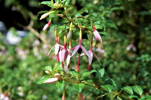 Photo of Tree Fuchsia