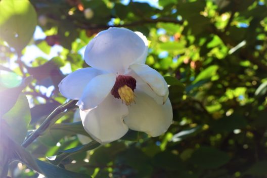 Photo of Oyama Magnolia