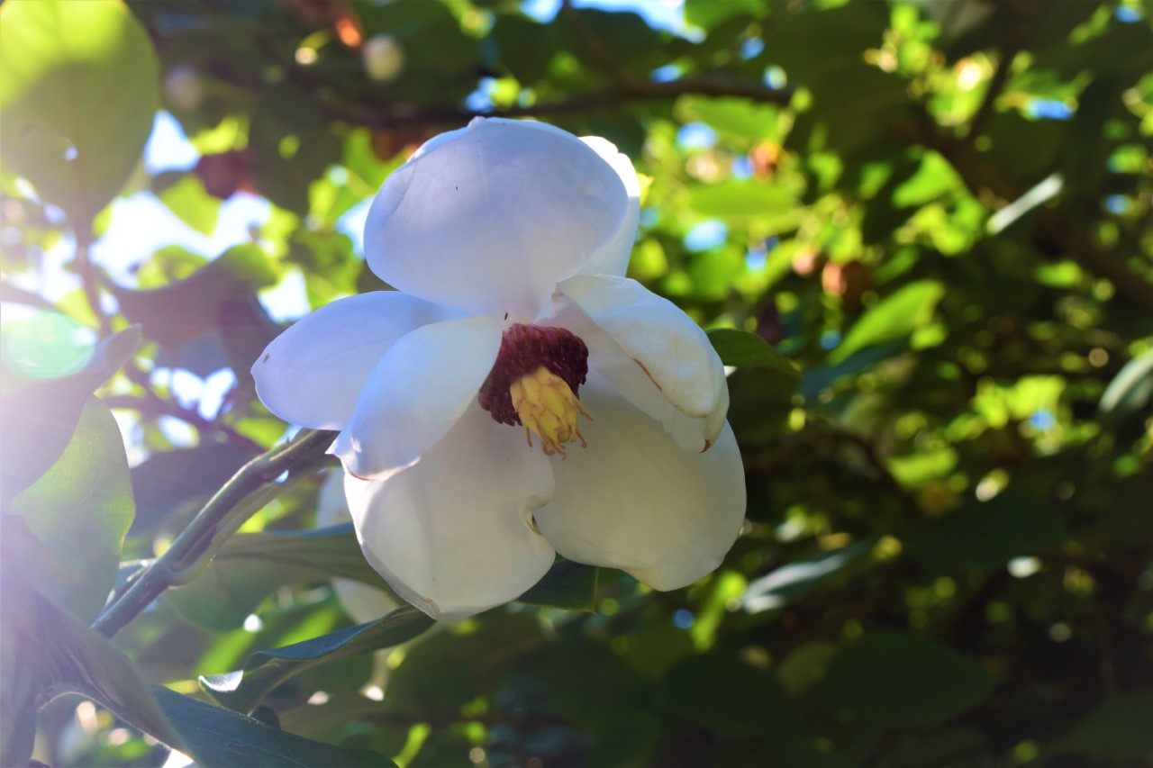 Photo of Oyama Magnolia