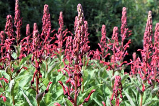 Photo of Devil’s Tobacco
