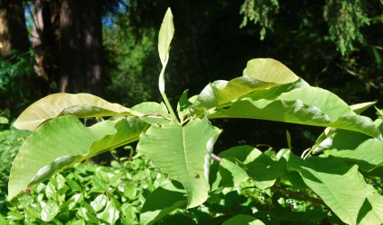 Photo of Umbrella Magnolia