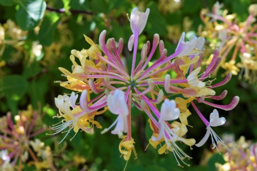 PHoto of Etruscan Honeysuckle