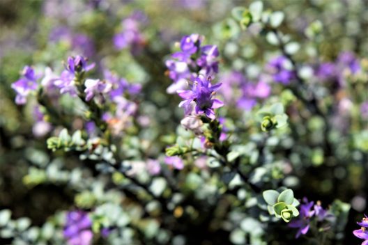 Photo of Hebe ‘Quicksilver’