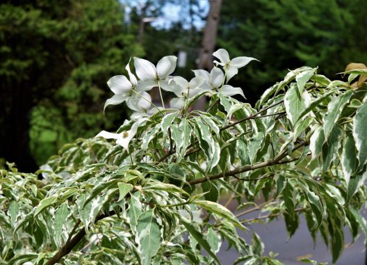 Photo of Wolf Eyes Kousa Dogwood