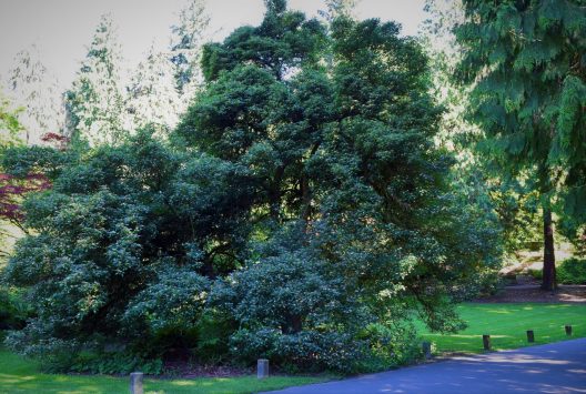 Photo of Hawt;horne Tree