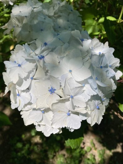 Photo of Madame Emile Mouillere Hydrangea