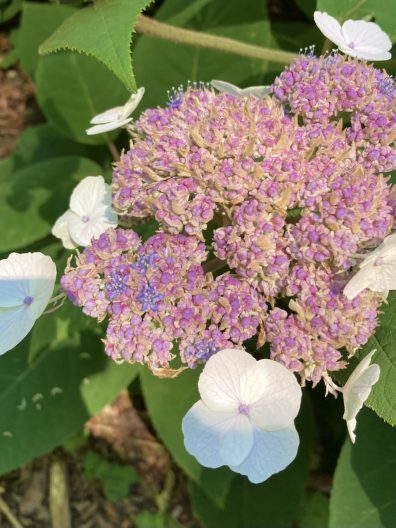 Photo of Himalayan Tree Hydrangea