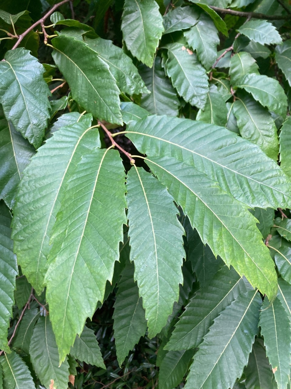 Photo of Japanese Chestnut