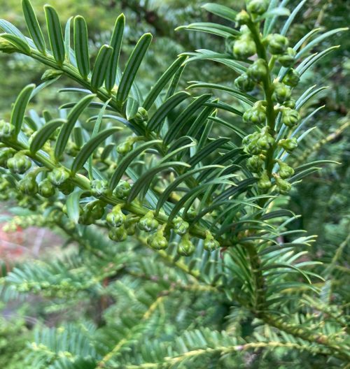 Photo of Dwarf Plum Yew