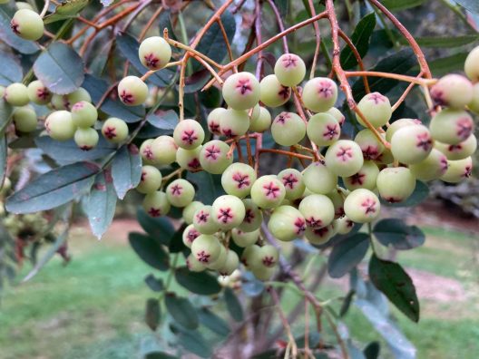 Photo of Sorbus forrestii