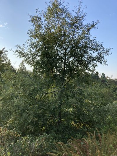 Photo of Tan Oak Tree