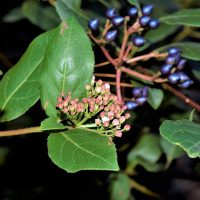 Photo of Viburnum tinus 'Purpureum'