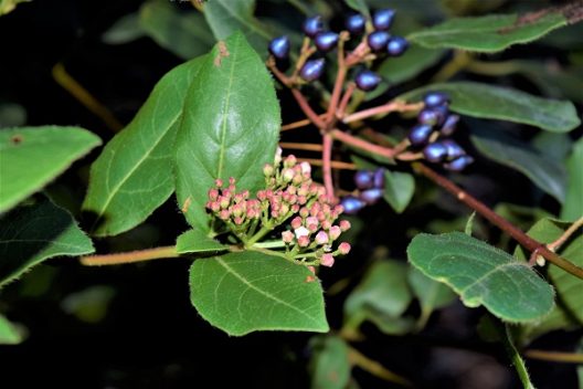 Photo of Viburnum tinus ‘Purpureum’ Photo of Viburnum tinuPhoto of