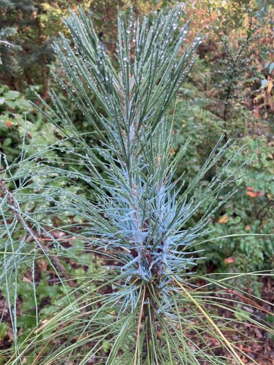 Photo of Grey Pine Tree