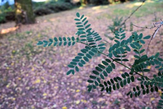 Photo of David's Mountain Laurel