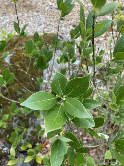 Photo of California Laurel