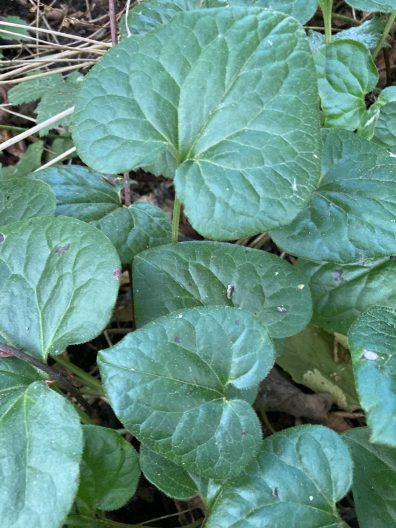 Photo of Wild Ginger