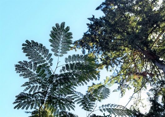 Photo of Kalkora Mimosa 
