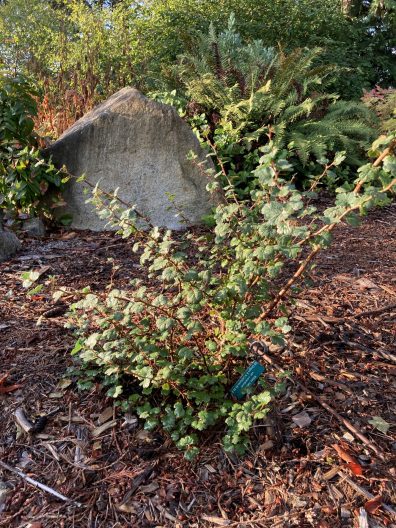 Photo of Sierran Gooseberry