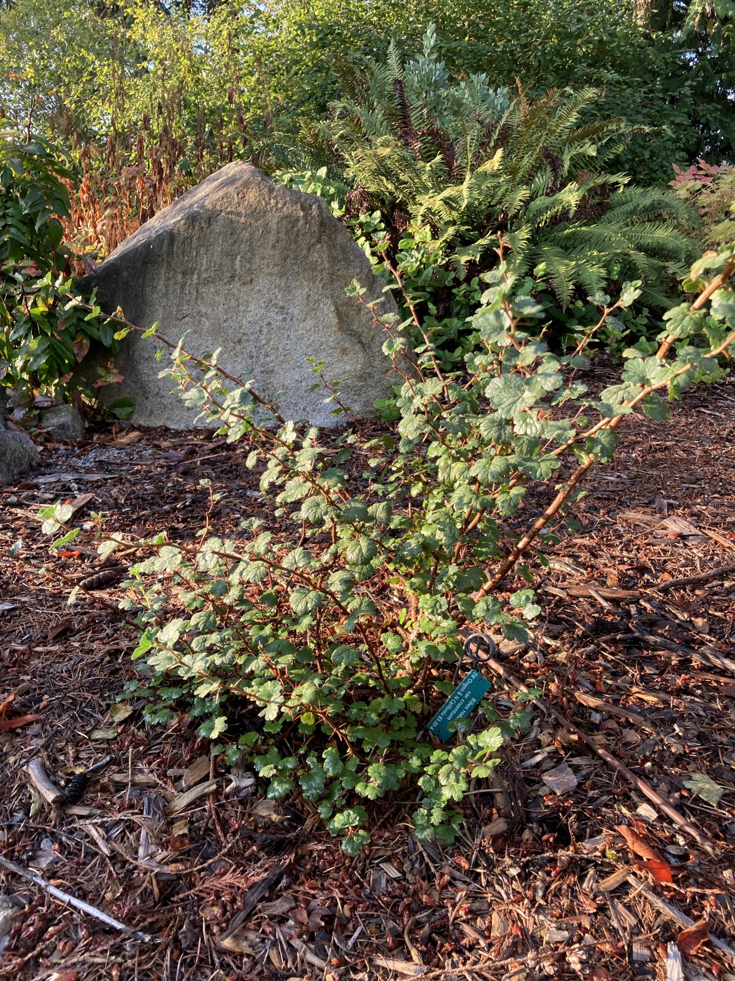 Exploring Indigenous Plant Uses in the Cascadia Forest