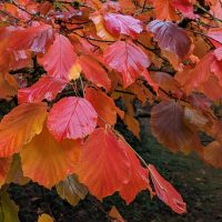 Photo of Witch-hazel