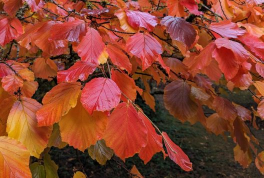 Photo of Witch-hazel