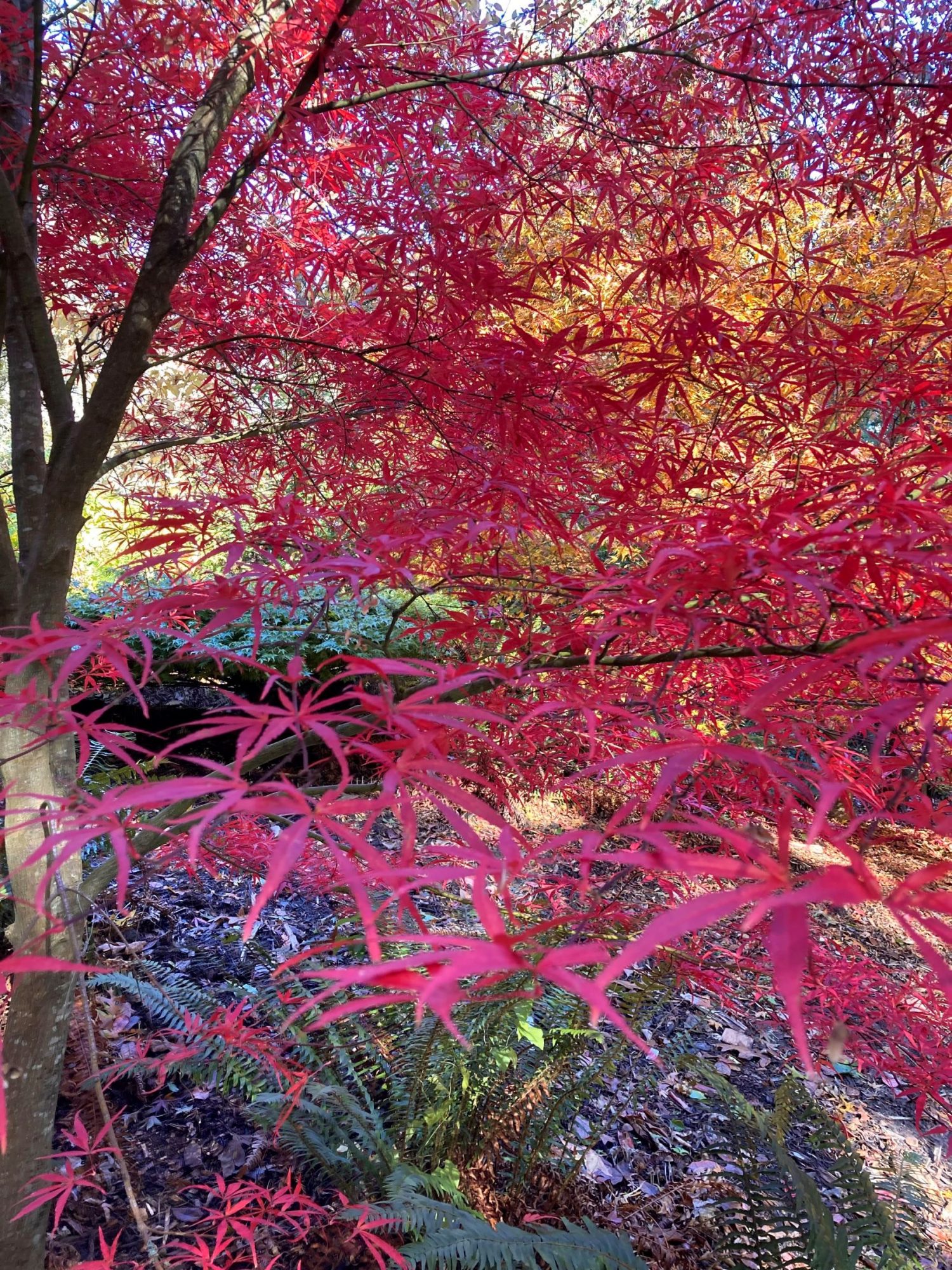 “The Hunt for Red November” Brilliant Reds of the Autumn Landscape