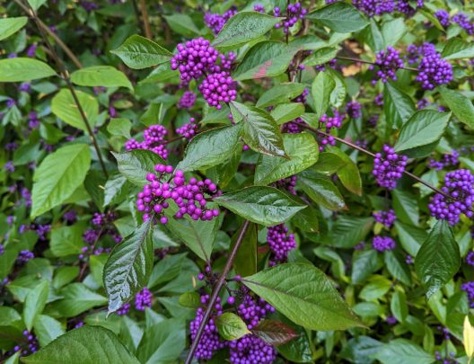 Photo of Beautyberry