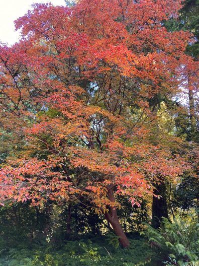Photo of Orangebark Stewartia