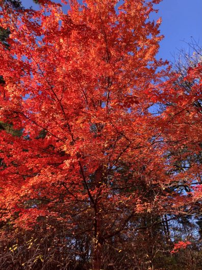 Photo of October Glory Red Maple