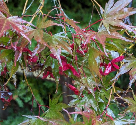 Photo of Japanese Maple
