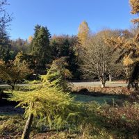 Photo of European Larch