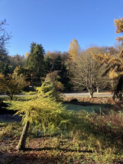 Photo of European Larch