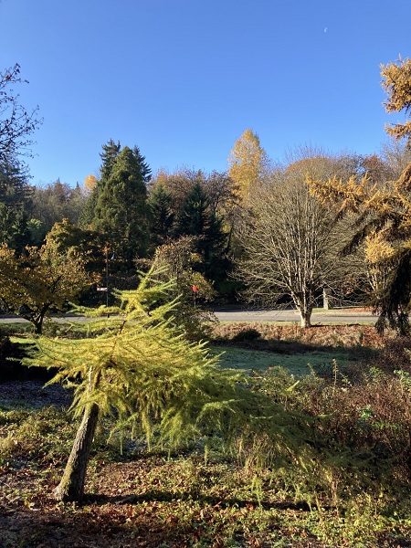 Photo of European Larch