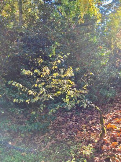Photo of Silky Camellia