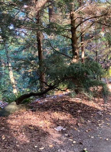Photo of Weeping Canadian Hemlock