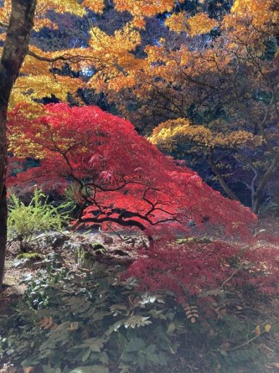 Photo of Garnet Lace Japanese Maple