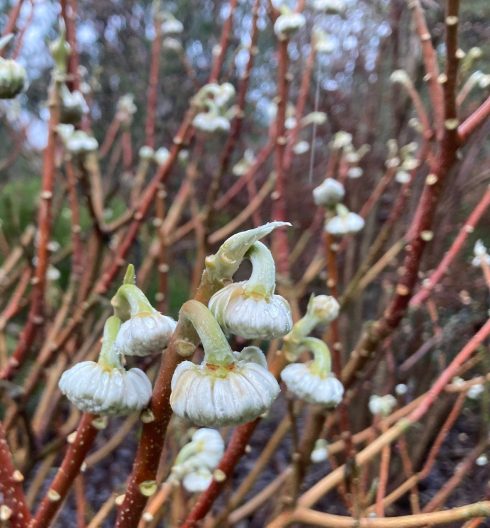 Photo of Chinese Paperbush