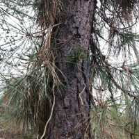 Epicormic shoots on a pitch pine