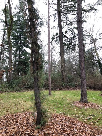 Two pitch pines at the Washington Park Arboretum