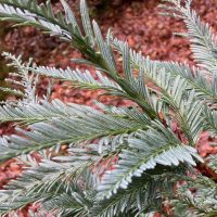 Photo of Coast Redwood