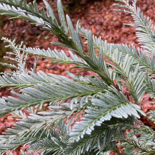 Photo of Coast Redwood