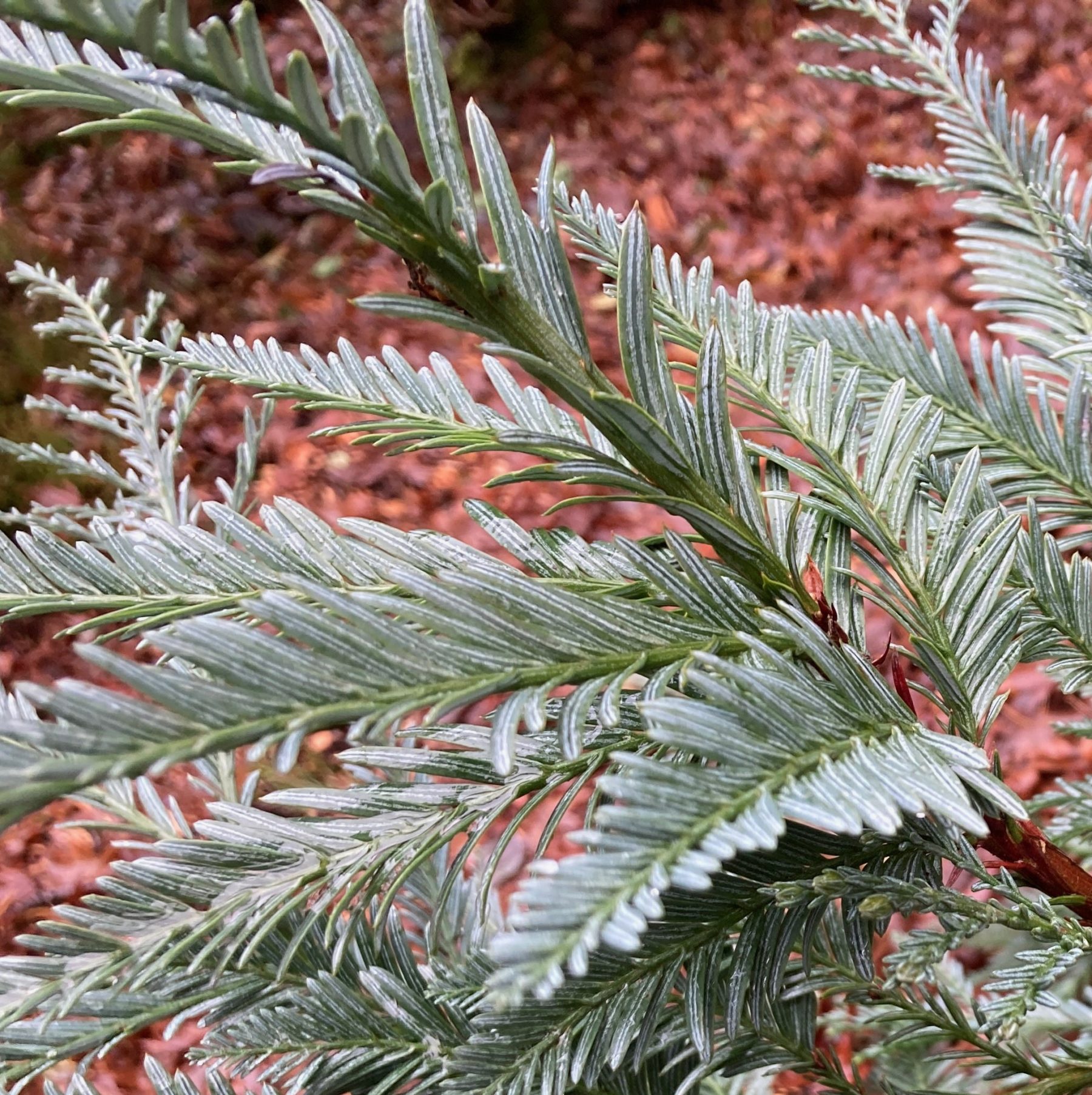 Photo of Coast Redwood