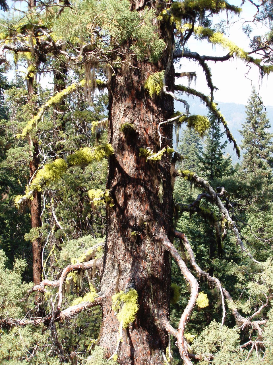 Baker cypress in Siskiyous