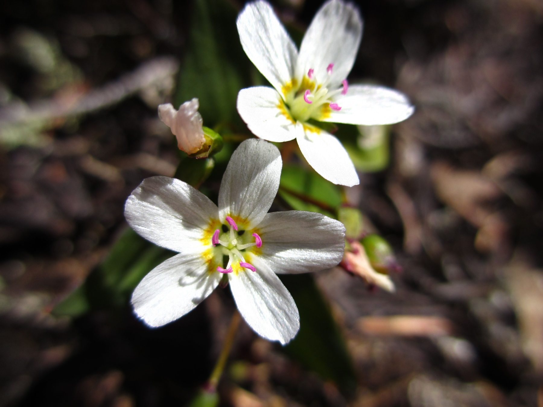 Rare Plant Highlight Pacific lanceleaved spring beauty