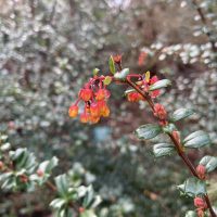 Photo of Michay, Darwin’s Barberry