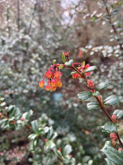 Photo of Michay, Darwin’s Barberry